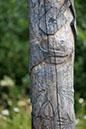 Totem_03