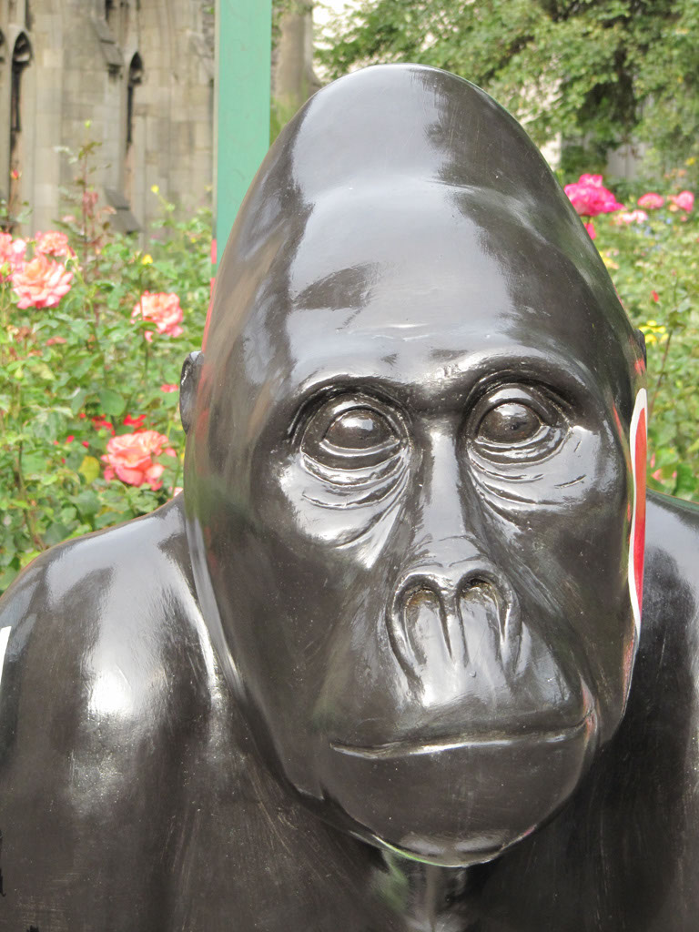 Gorilla_31_04