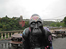 Gorilla_40_04