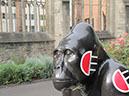 Gorilla_31_05