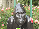 Gorilla_31_03