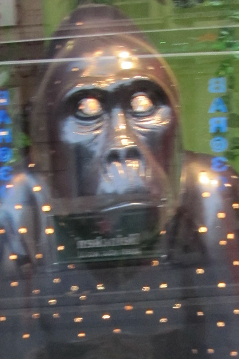 Gorilla_18_03 copy