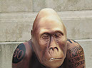 Gorilla_15_04