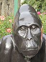 Gorilla_31_04