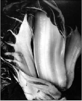 Edward_Weston03
