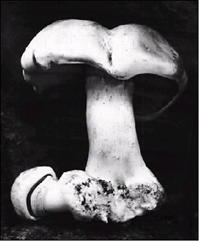Edward_Weston04