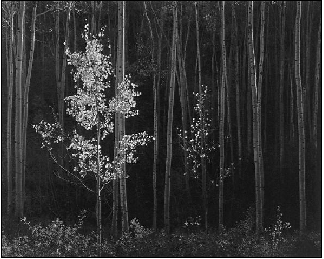 ansel_adams03