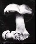 Edward_Weston04