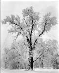 ansel_adams02